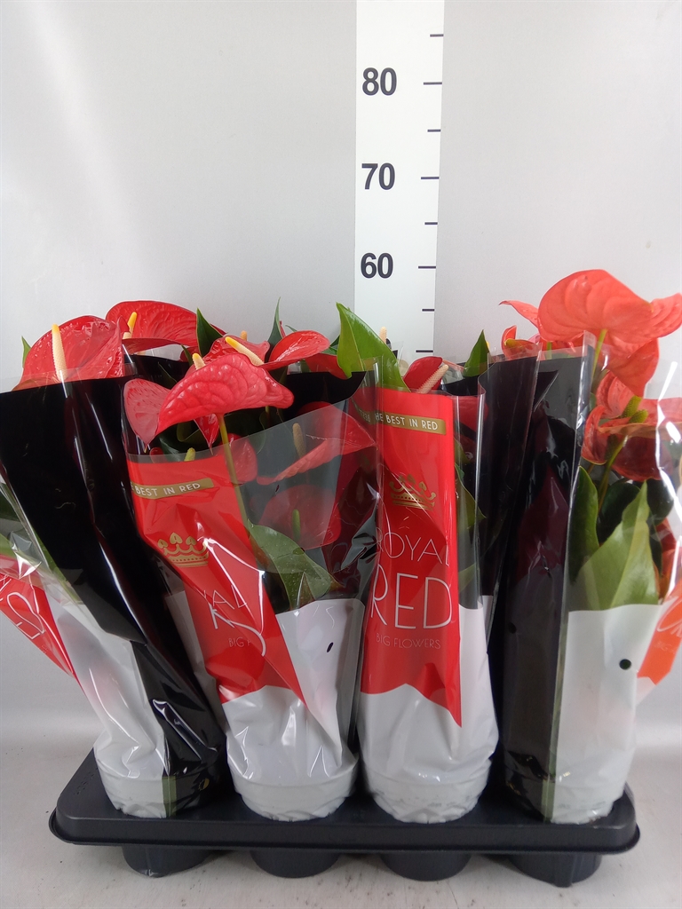 Anthurium Mix 14Ø 50cm