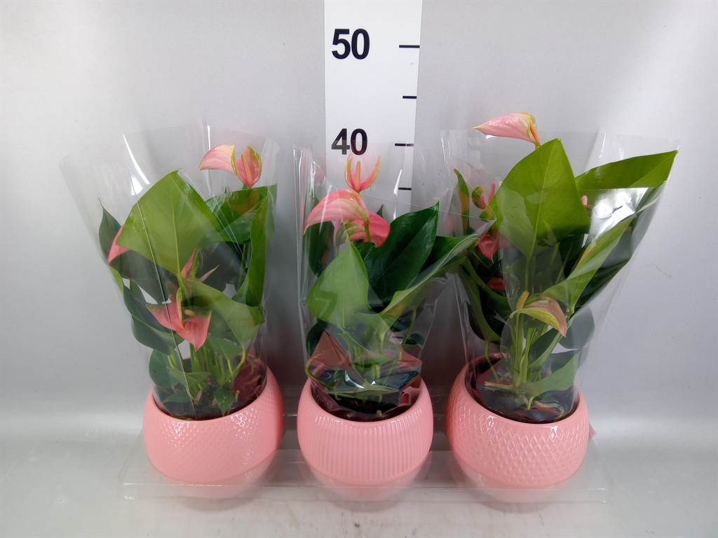 Anthu Joli 12Ø 40cm