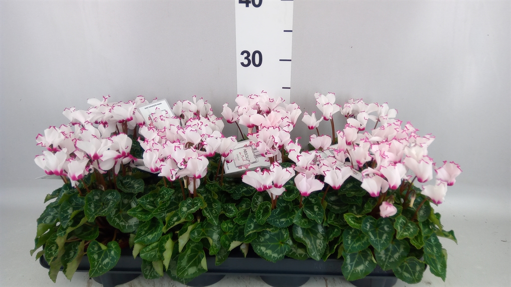 Cyclamen Persicum Absolu De Morel 10Ø 23cm