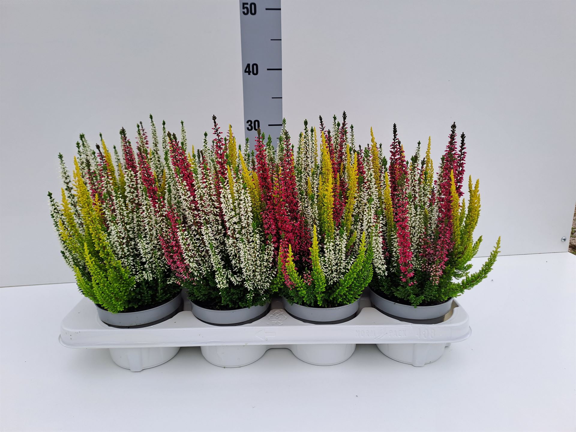 Calluna Beauty Ladies Mix In Pot 3 Colours 12Ø 17cm