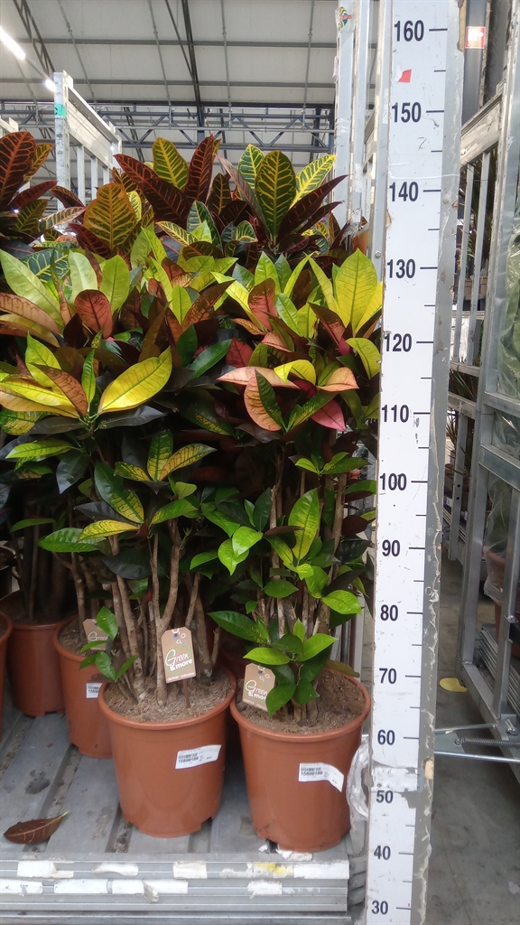 Codiaeum Small Leaf Mrs Iceton 27Ø 110cm