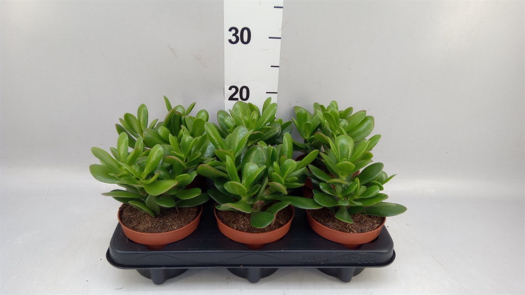 Crassula Magical Tree 12Ø 15cm