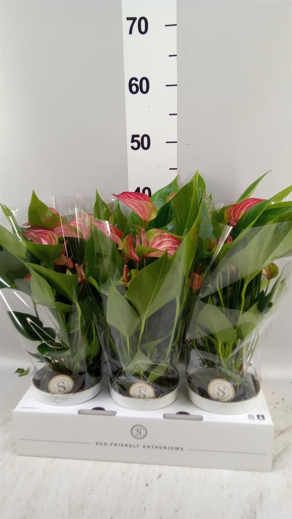 Anthu A Livium Red 12Ø 40cm
