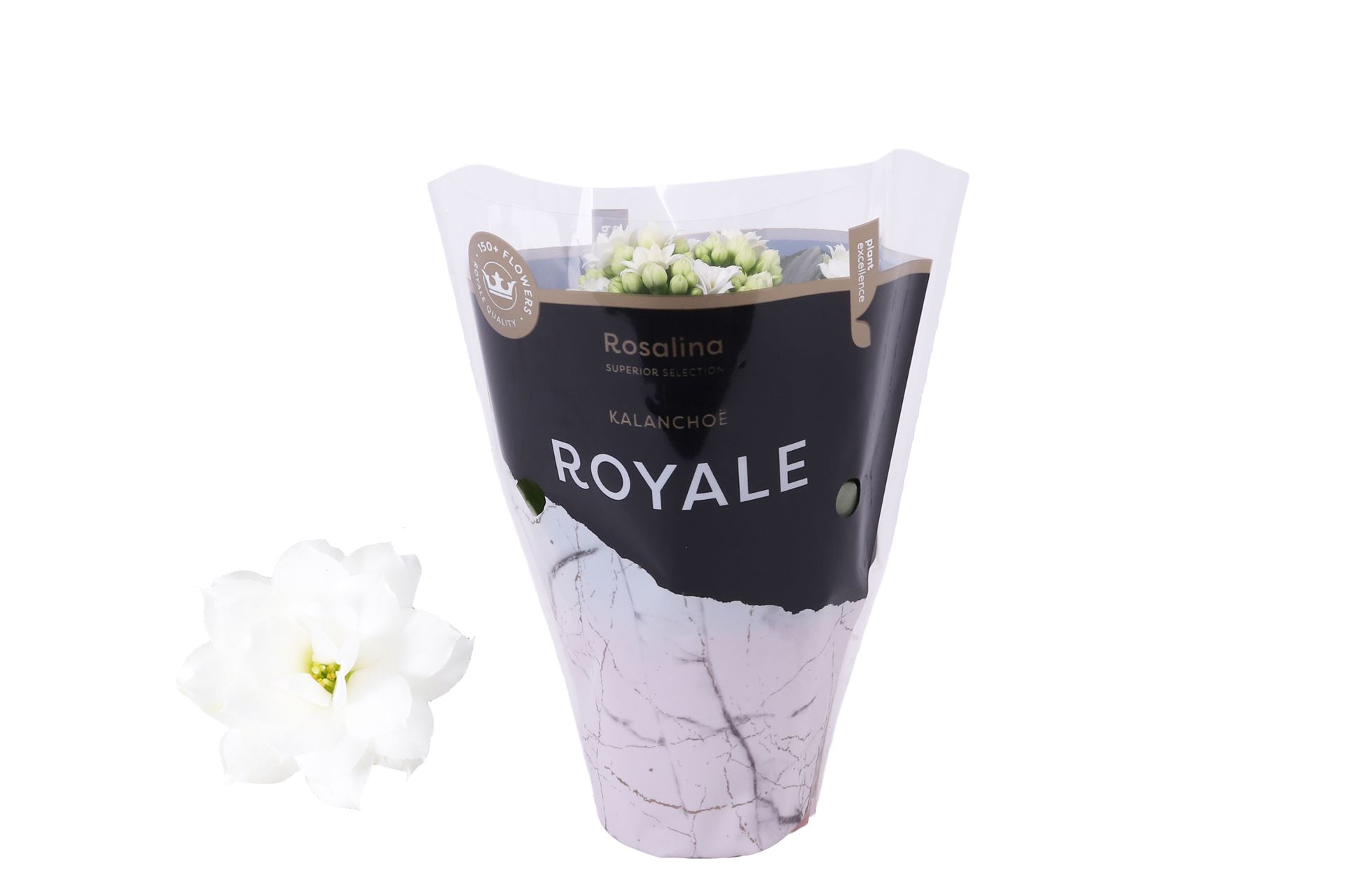 Kalanchoe Double Rosalina Don Dione 7Ø 15cm