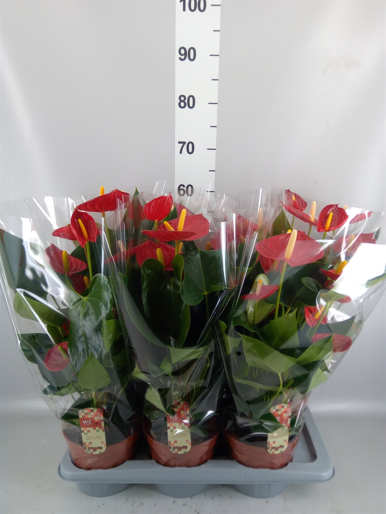 Anthurium Tremendo 17Ø 65cm