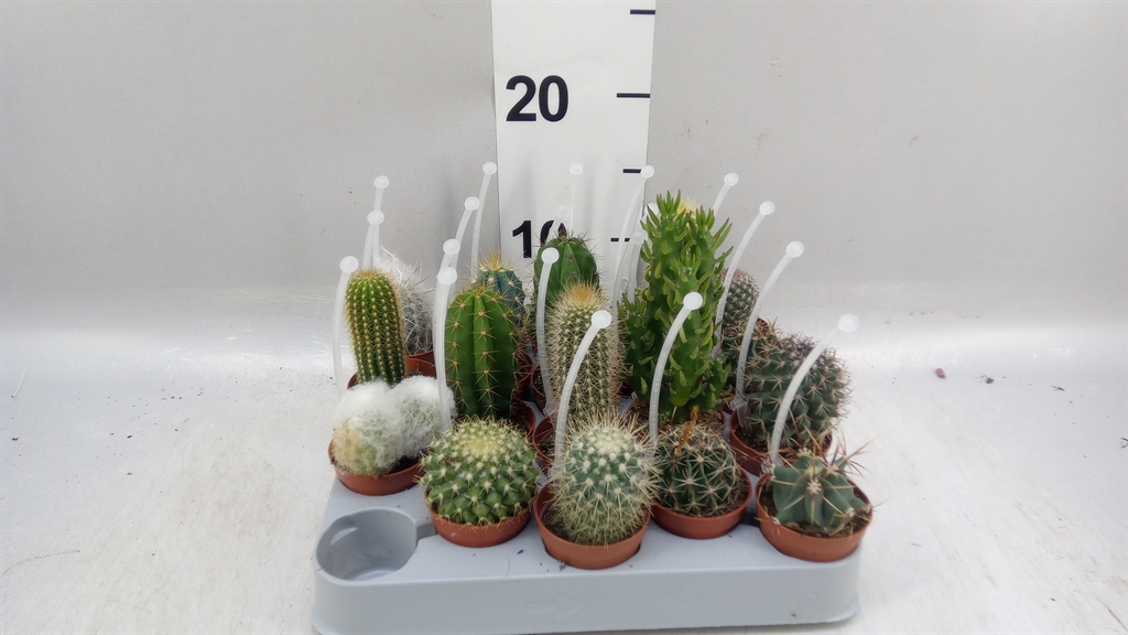 Cactus Mix 5Ø 8cm