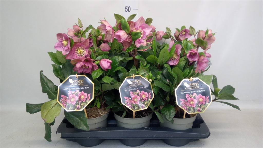 Hell Hgc Wb Fri Ruby 15Ø 40cm