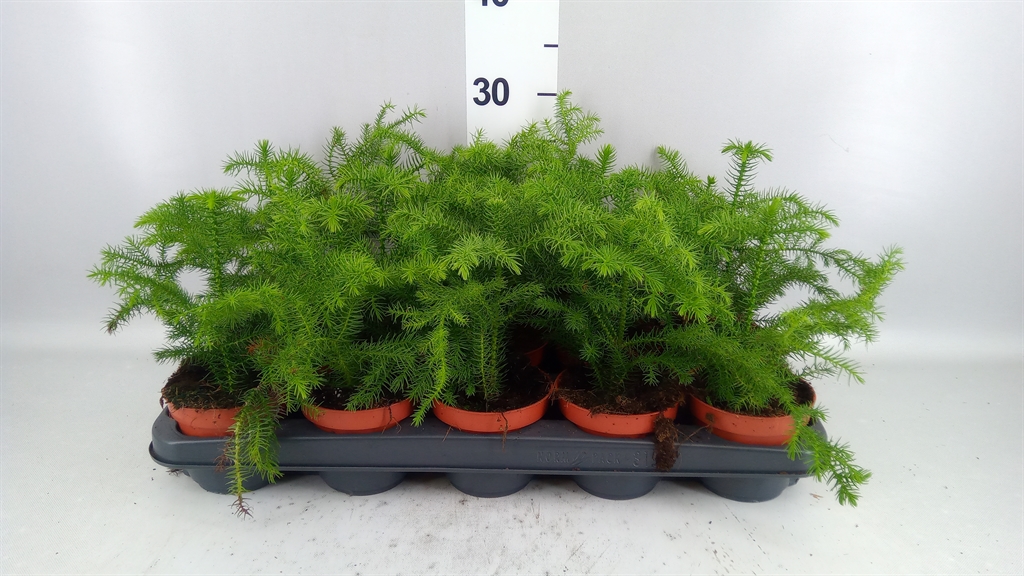 Araucaria Heterophylla 10Ø 25cm