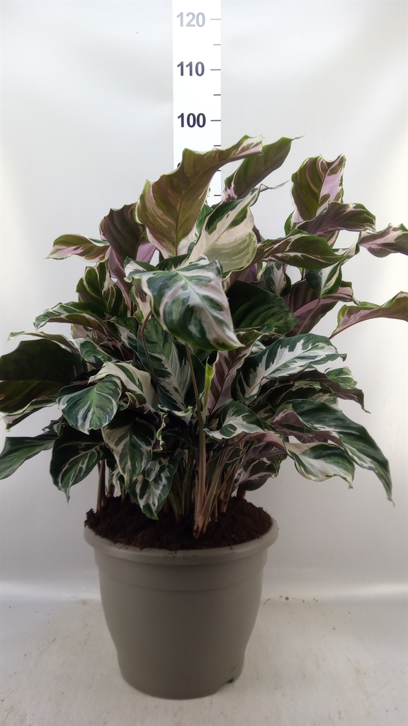Calat Sanderiana 32Ø 80cm