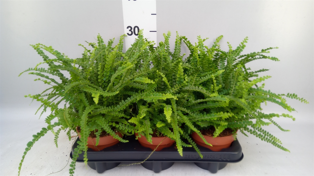 Nephrolepis Duffii 12Ø 35cm