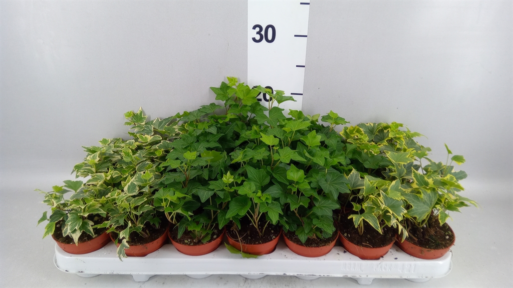 Hedera Helix Mix 8Ø 5cm