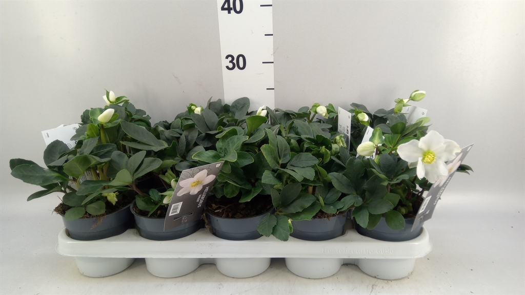 Helleborus Christmas Carol 12Ø 23cm