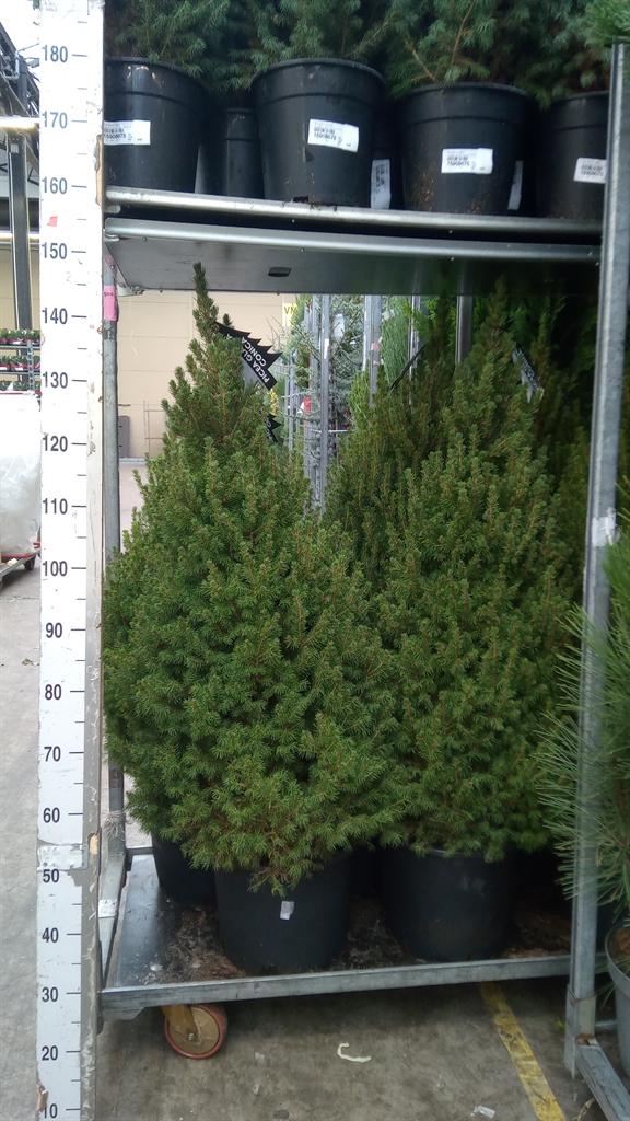 Picea Glauca Conica 140Ø 150cm