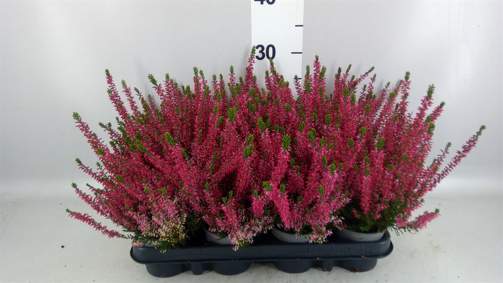 Calluna Beauty Ladies Siska 9Ø 20cm