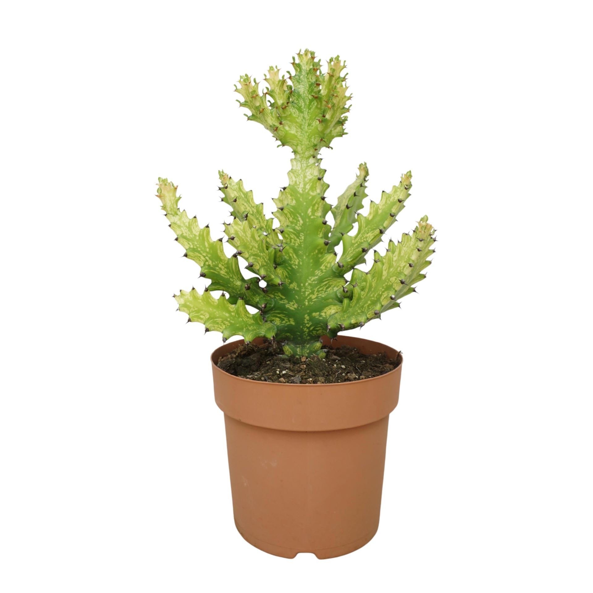 Euphor Succulenten 21Ø 55cm