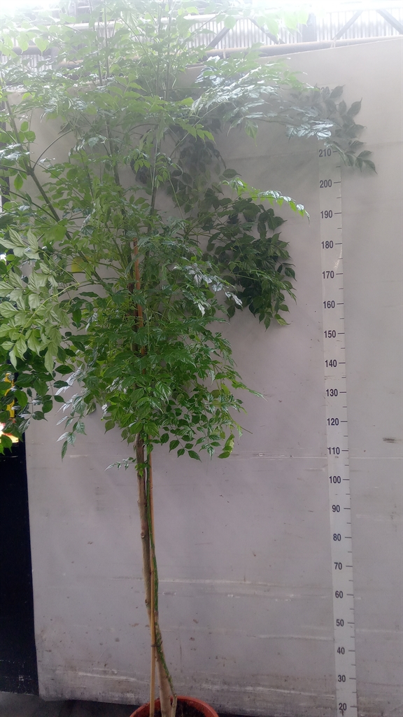 Radermachera Sinica 30Ø 280cm