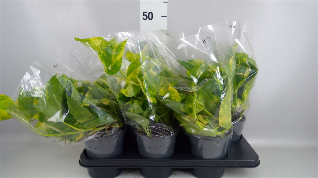 Epipremnum Aureum 15Ø 35cm