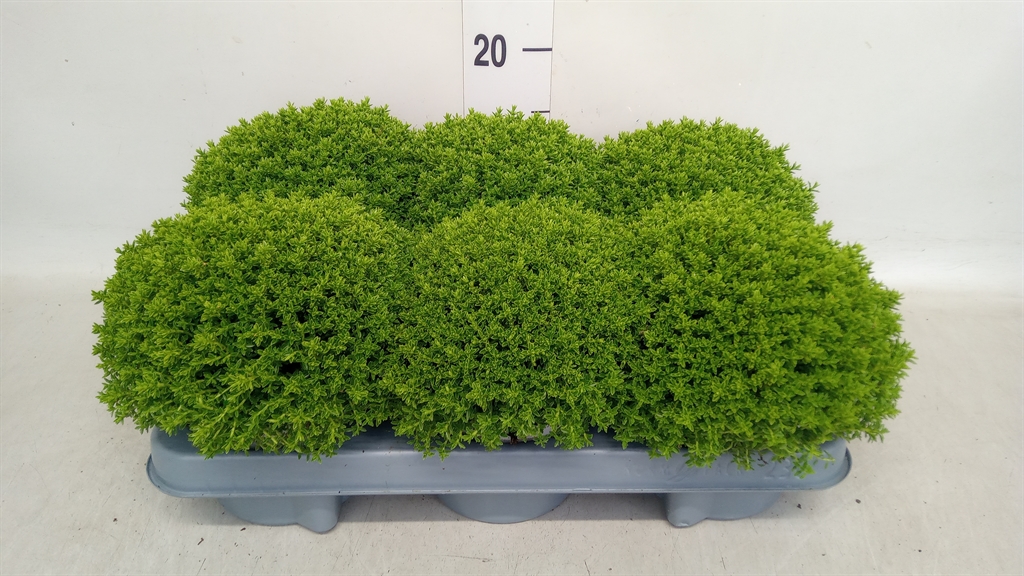 Hebe Emerald Grem 12Ø 15cm