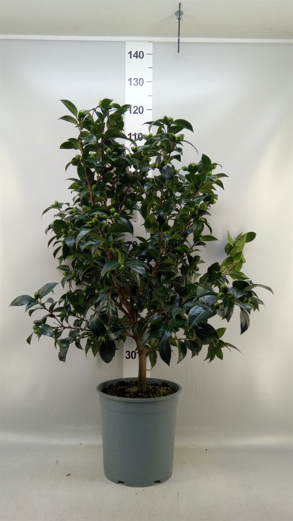 Camellia Japonica 29Ø 90cm