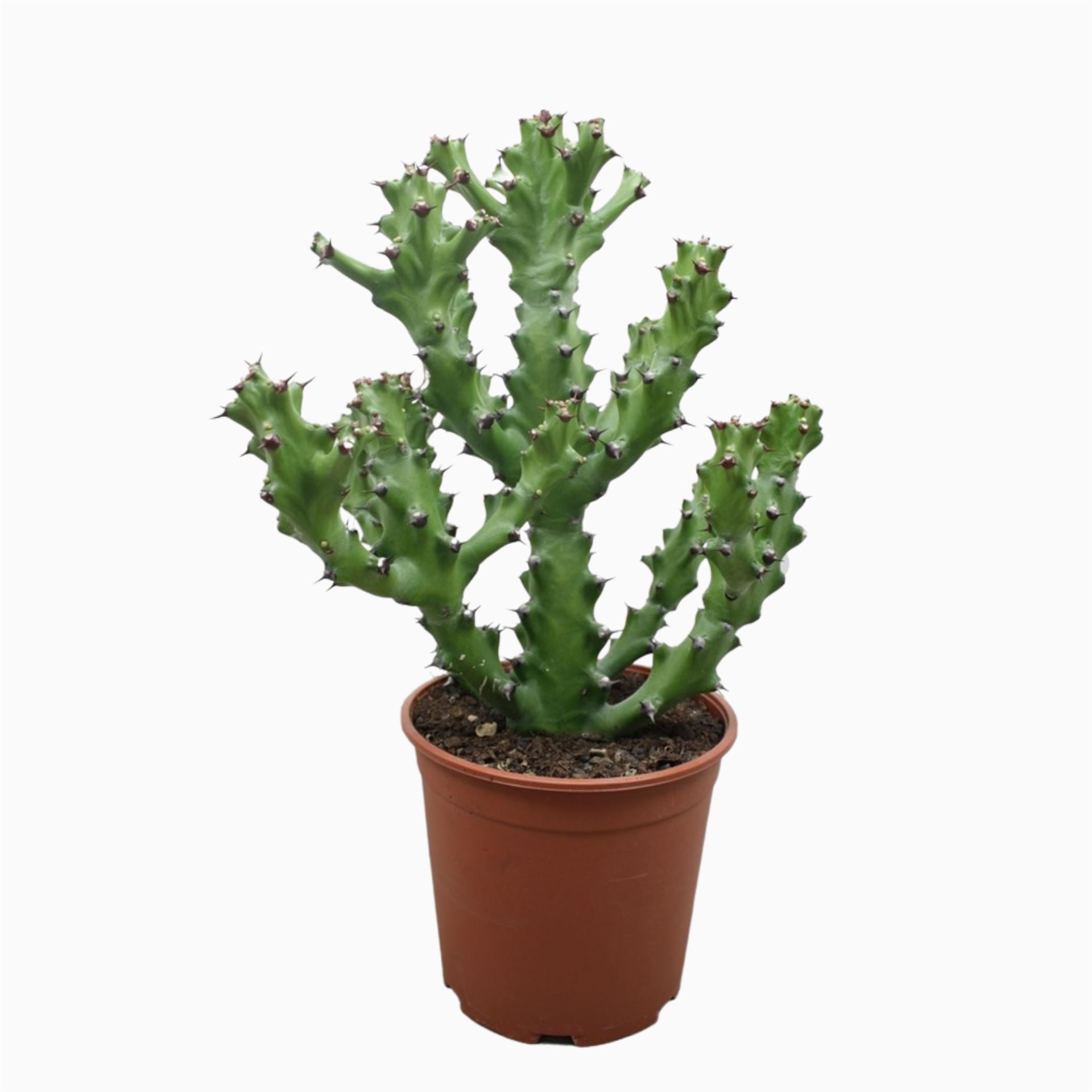 Euphor Succulenten 21Ø 60cm