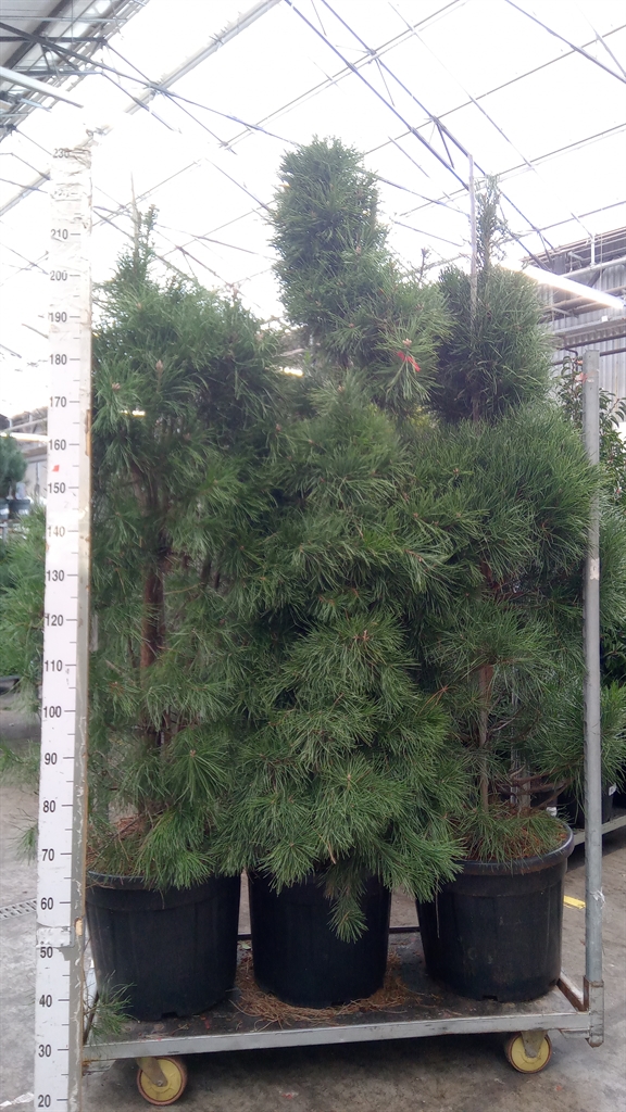 Pinu Sylvestris 50Ø 185cm