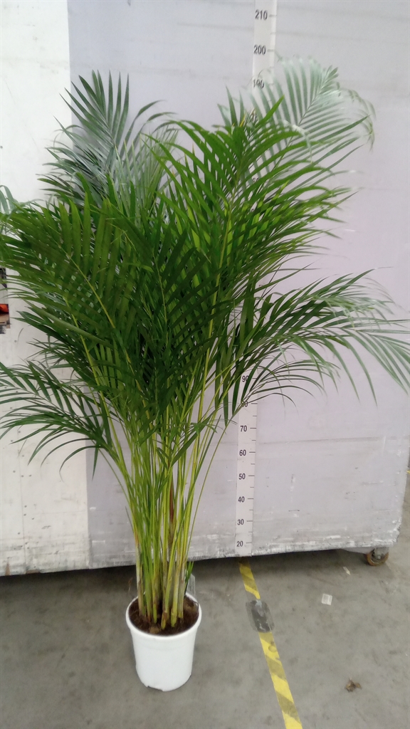 Dypsis Lutescens 24Ø 160cm