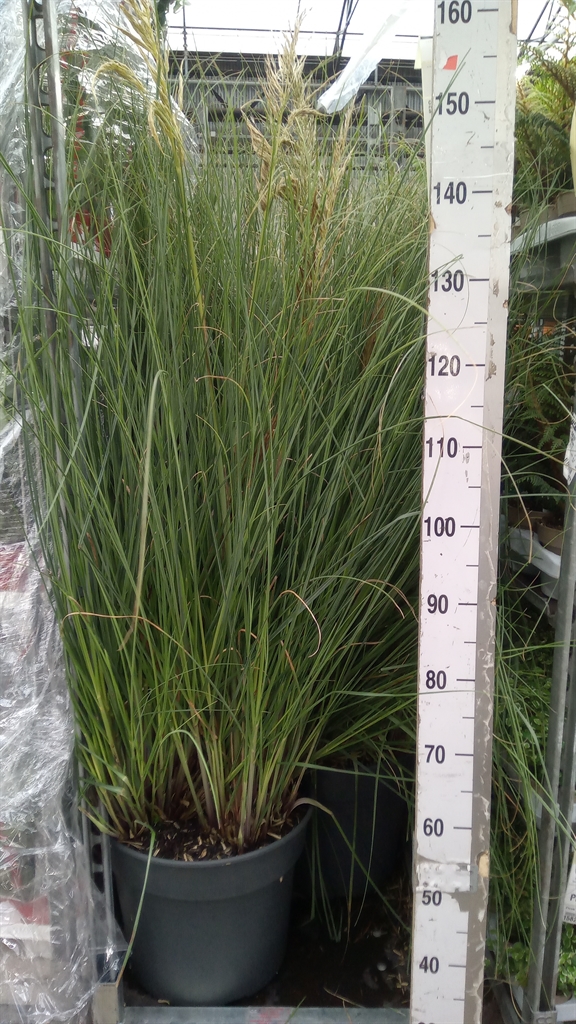 Cortaderia Pumila 40Ø 120cm