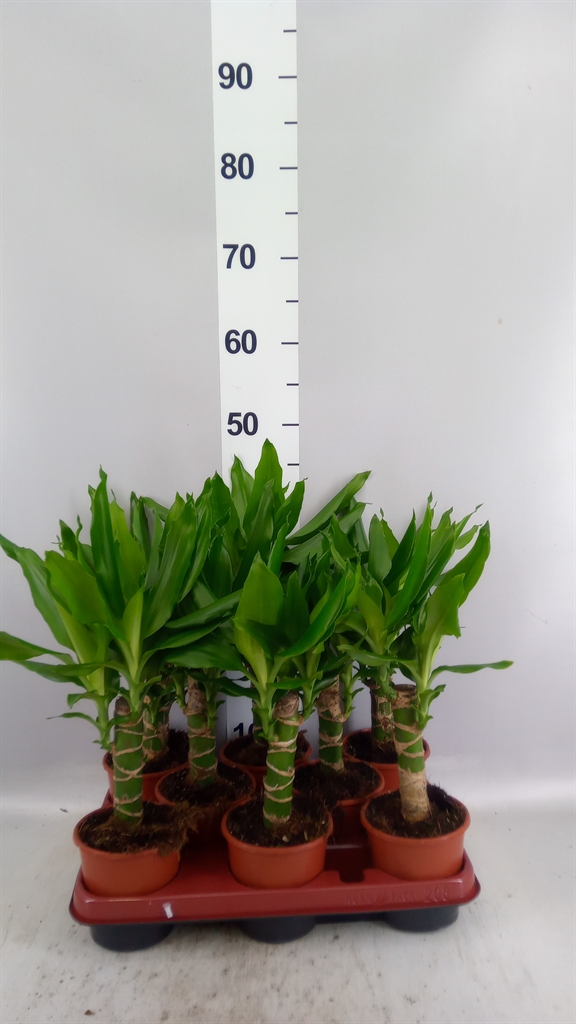 Dracaena Steudneri 11Ø 45cm