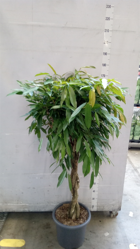 Ficus Amstel King 40Ø 170cm