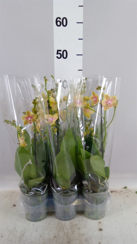 Phal Mf Ov Geel 9Ø 35cm