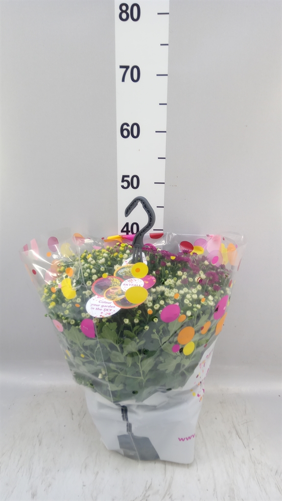 Chrysanthemum Skyfall Mix 23Ø 40cm