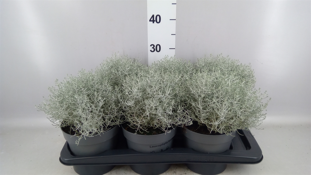 Leucophyta Brownii 17Ø 15cm