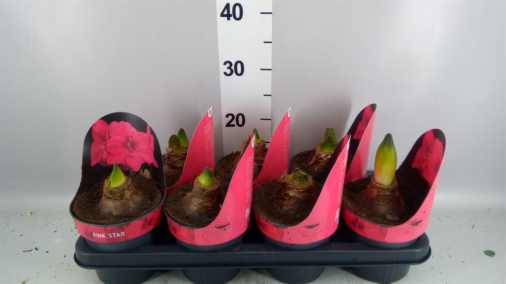 Hippeastrum Lagoon 14Ø 25cm