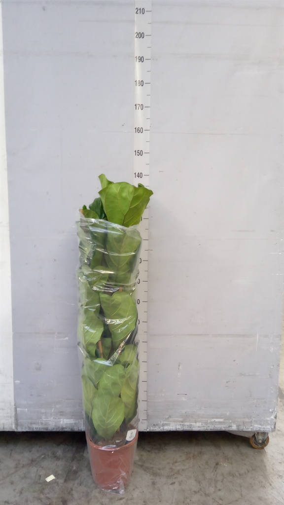 Fic Ov Lyrata 24Ø 120cm