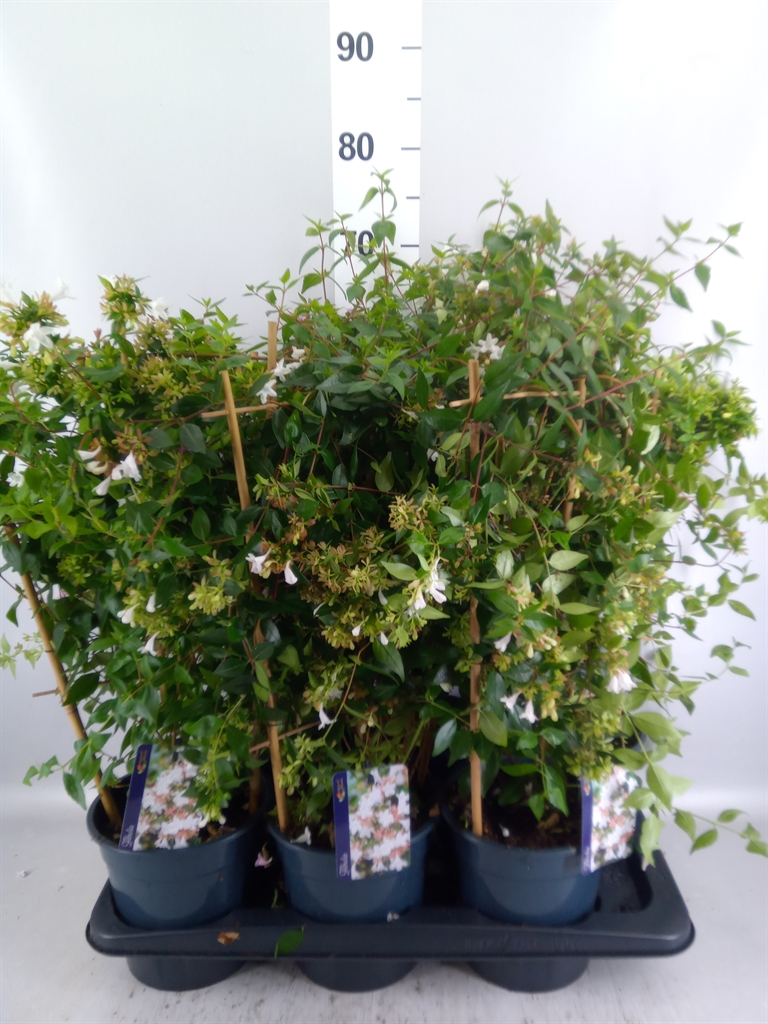 Abelia Grandiflora 17Ø 60cm
