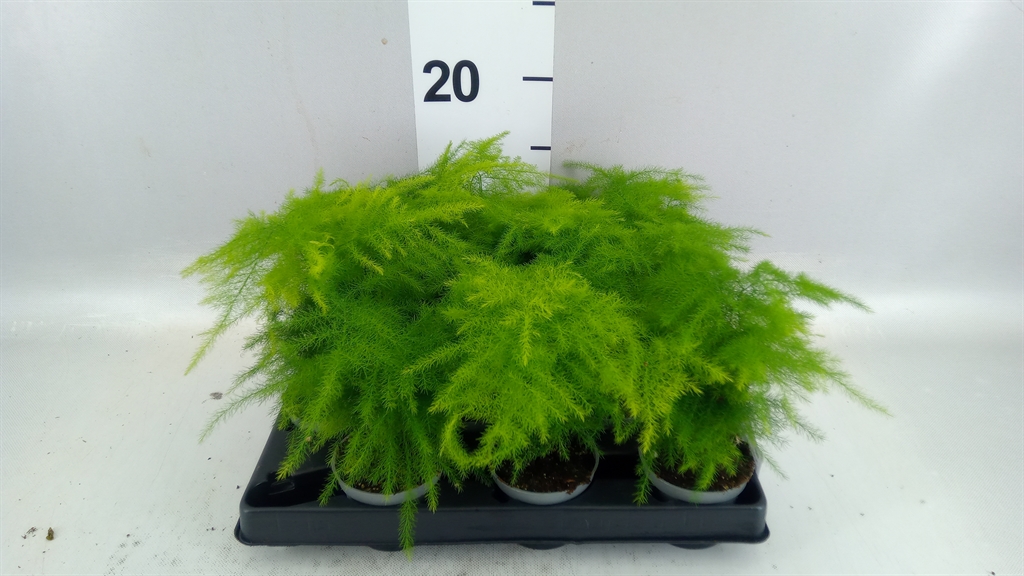 Asparagus Setaceus 6Ø 15cm