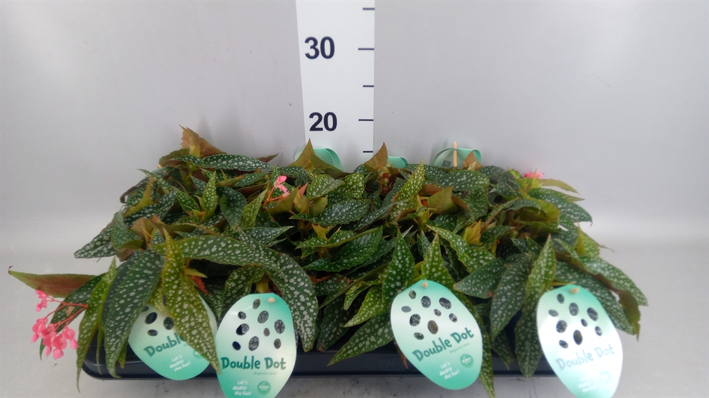 Begonia Leaf Double Dot 12Ø 20cm