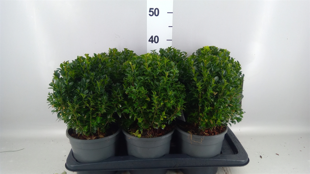 Buxus Sempervirens 17Ø 35cm