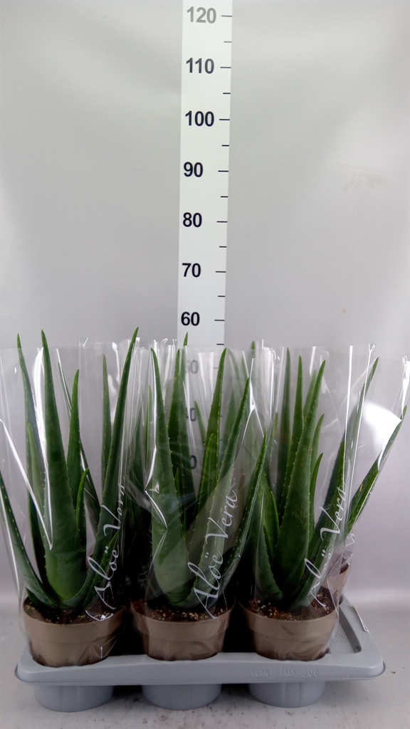 Aloe Vera 17Ø 52cm