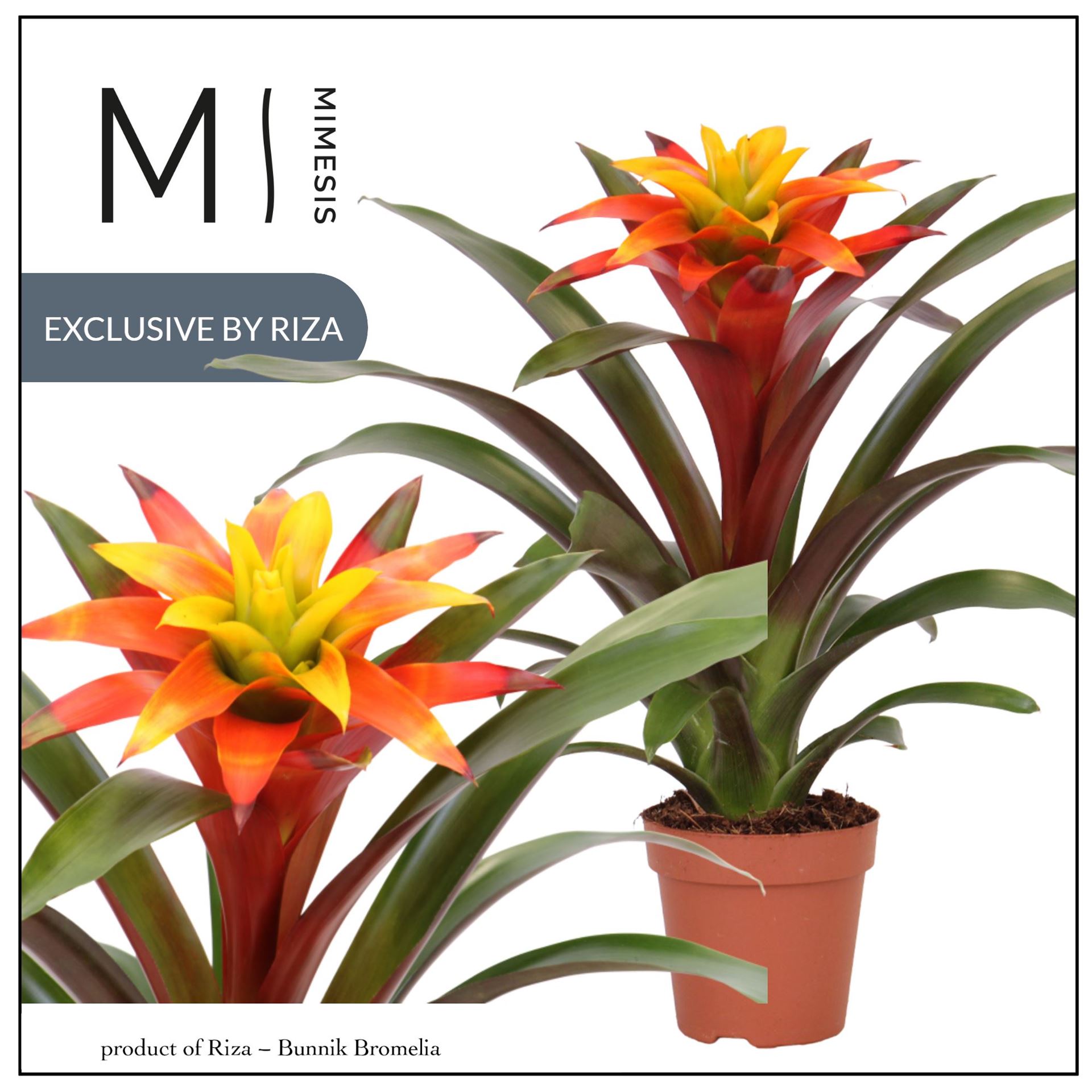 Guzmania Fiero Yellow 12Ø 42cm