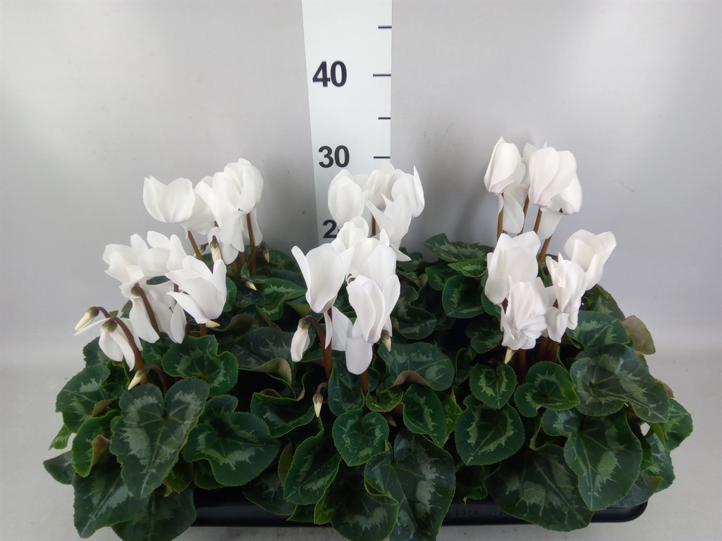 Cyclamen Super Serie Mammoth 13Ø 30cm