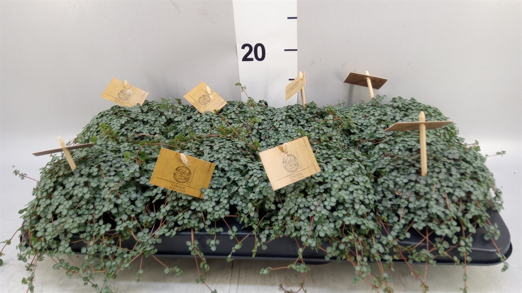 Pilea Greyzy 12Ø 20cm