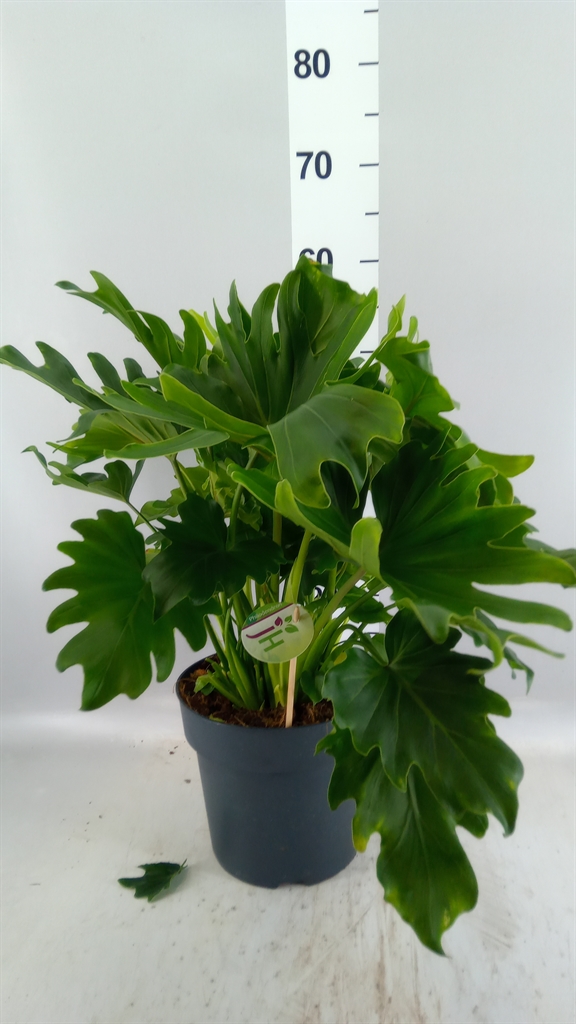 Philodendron Little Hope 21Ø 55cm