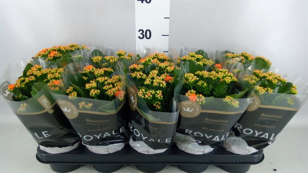 Kalanchoe Double Rosalina Don Pedro 12Ø 27cm