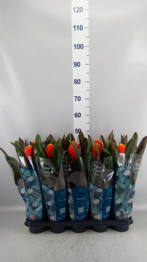 Guzmania Tala 12Ø 43cm