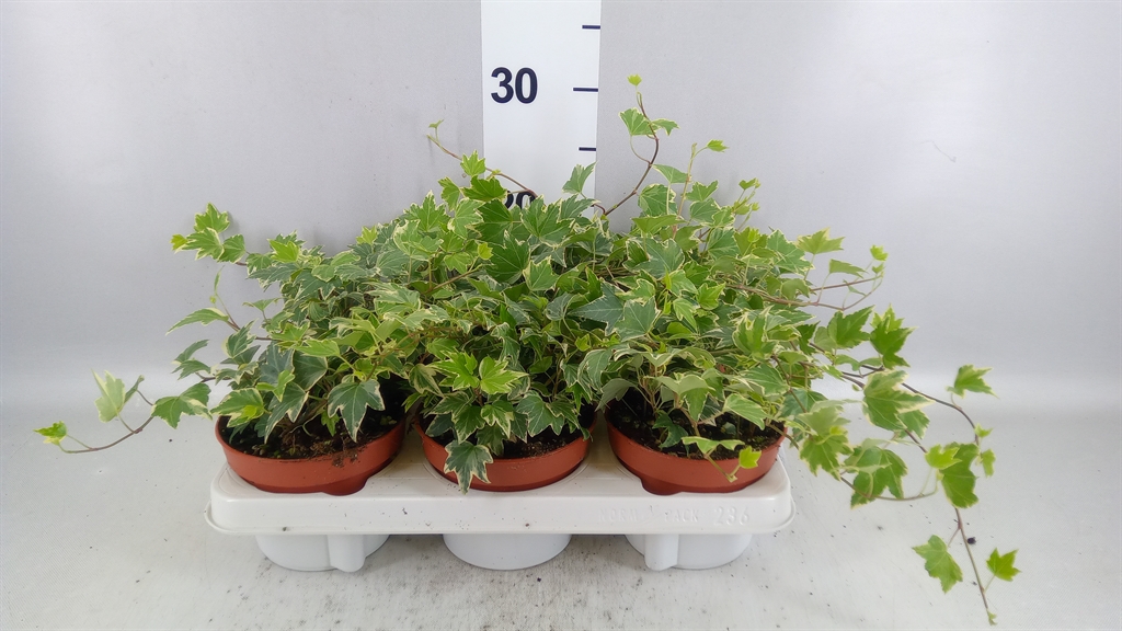 Hedera Helix White Ripple 13Ø 25cm