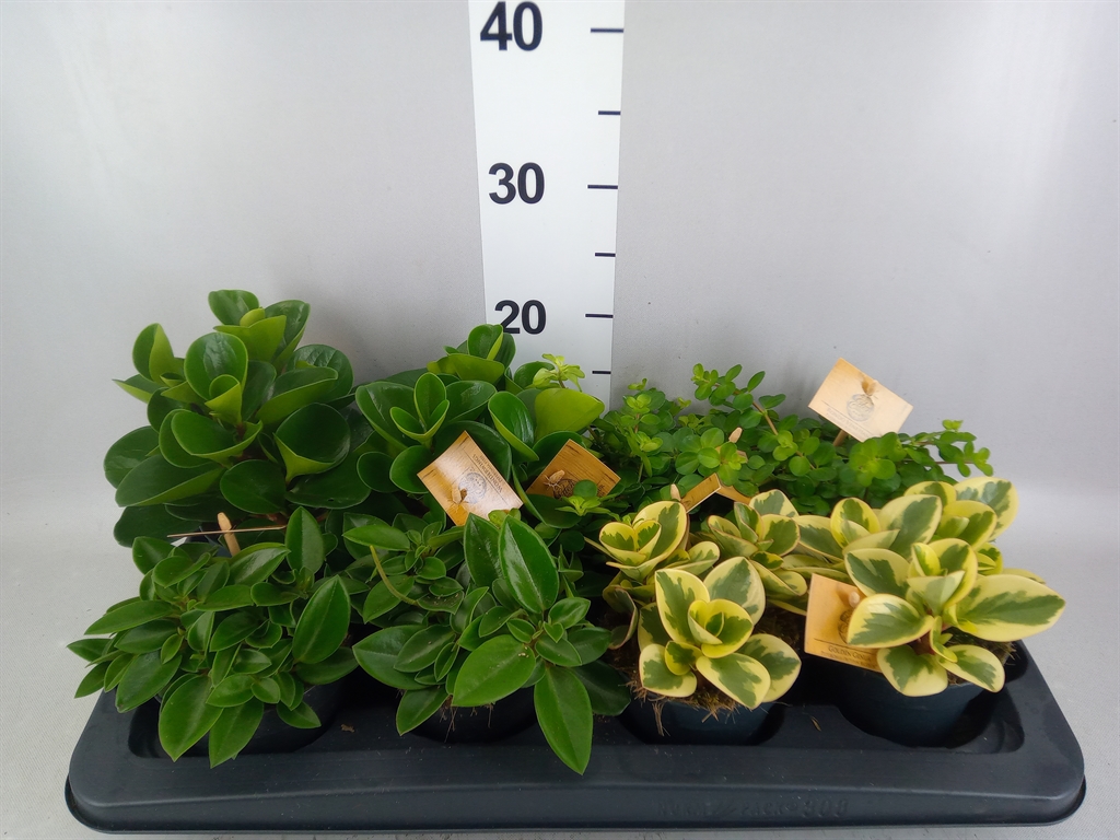 Peperomia Mix 12Ø 20cm