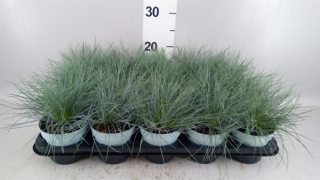 Festuca Compacta Blue 10Ø 25cm