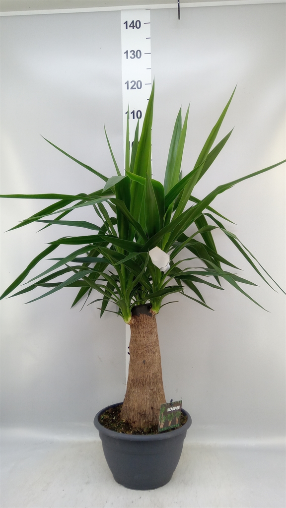 Yucca Elephantipes 26Ø 90cm