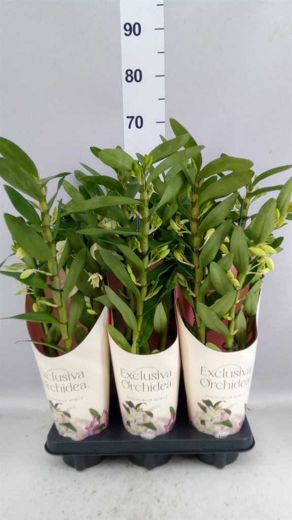 Dendrobium Star Class Yellow 12Ø 40cm 3st